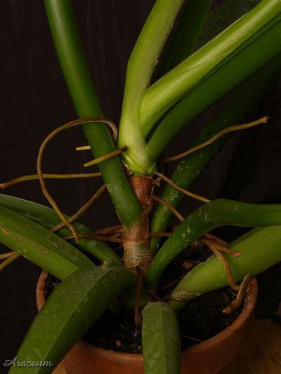 Philodendron martianum © Bartosz T. Zalewski
